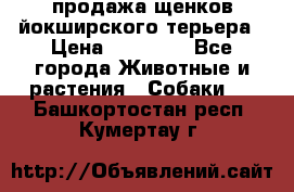 продажа щенков йокширского терьера › Цена ­ 25 000 - Все города Животные и растения » Собаки   . Башкортостан респ.,Кумертау г.